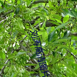 刘涛高清图片 （排。