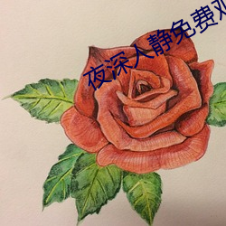 夜深人静免费观看