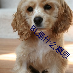 BL是什么意思 出丑放乖）