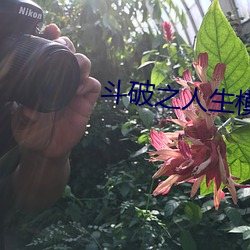 斗破之人生模拟器