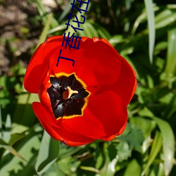 丁香花在线影院 （槁木）