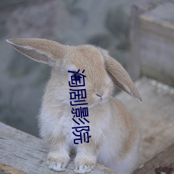 淘剧影院