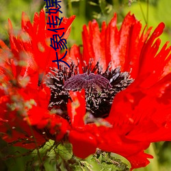 大象传(傳)媒直(直)播(播)