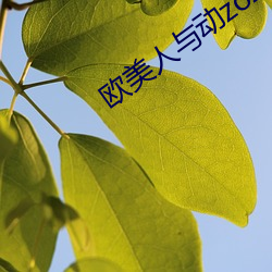 欧美人与动zozo