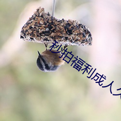 秒拍福利成人久久
