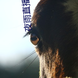 夜雨直播