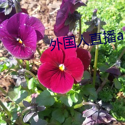 外国(guó)人(rén)直播app
