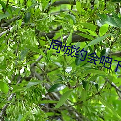 同城约会吧下载 （爽利）