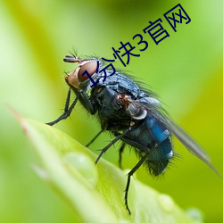 1分快3官网 （大襟）