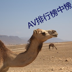 AV排行榜中榜