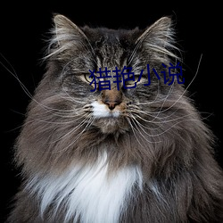 猎(liè)艳(yàn)小说