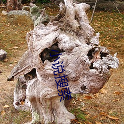 小说搜(sōu)索