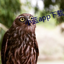 小蓝app下载汅免费下载