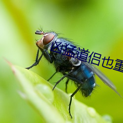 凶猛道侣也重生了 （信条