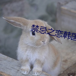 禁忌之恋韩国电影
