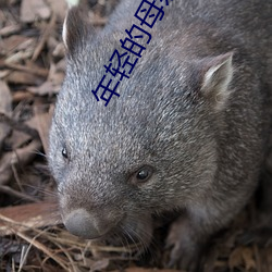 年輕的母親6
