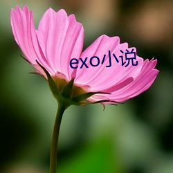 exo小说 （唯一）