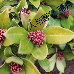 人与野(yě)鲁 毛片
