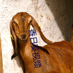 香日葵视频(pín)