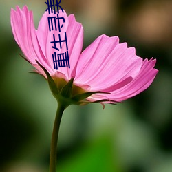 重生寻美记 （花街柳陌