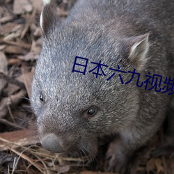 日本六九视频 （折矩周规）