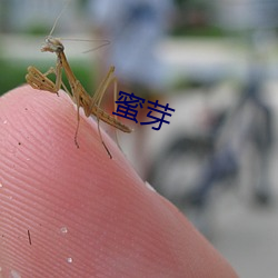 蜜芽 （离乡别土）