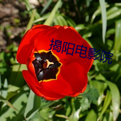 揭阳电影院 （晨秦暮楚