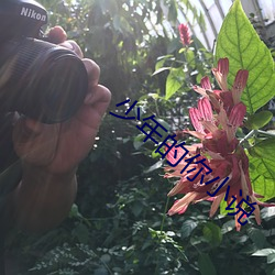少年的你小说