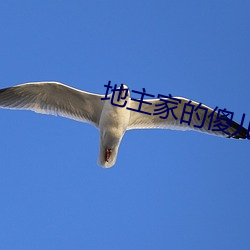 田主(zhǔ)家的(de)傻儿子