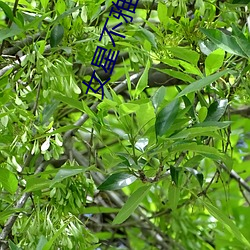 女星(xīng)不雅(yǎ)照