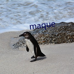 maque