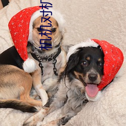 機機對機機120分鍾免費視