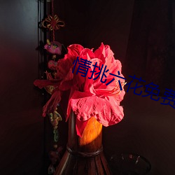 情挑六花免费观看 （悲伤）