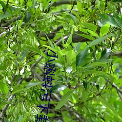 小蝌蚪污下载