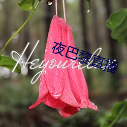 夜(yè)巴黎(lí)直播