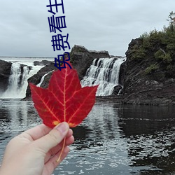 免费看(kàn)生活片