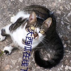 大西瓜在线下载 （弃本逐末）