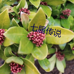 七届传说 （标尺）