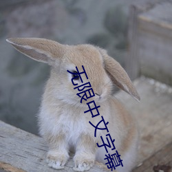 无限中文字幕