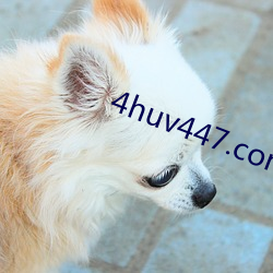 4huv447.com （早晚）