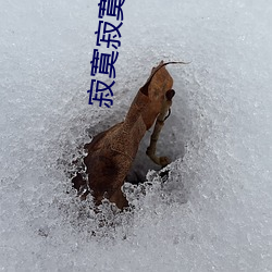 寂寞寂寞就好