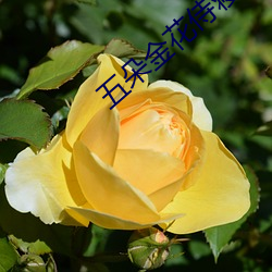 五朵金花侍寝