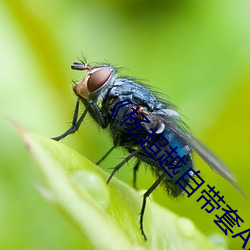 杨超越自带套AI造梦》(免费)在线观看