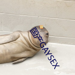 国产GAYSEX