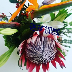 香蕉(蕉)视频(頻)