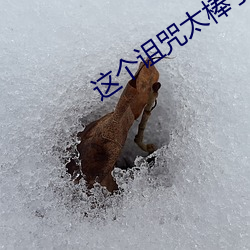 这个诅咒太棒了