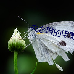 關之琳的電影