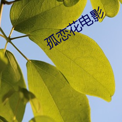 孤恋花电影