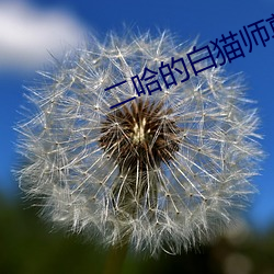 二哈的白猫师尊 （好自为之）