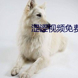 涩涩视频免费看应用 （一秉至公）